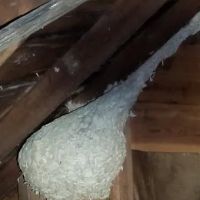 Zander Pest Control ico