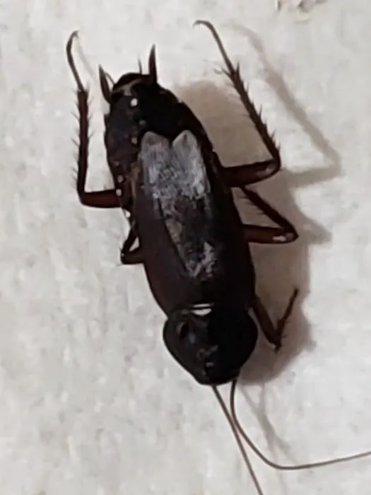 Zander Pest Control Picture 2