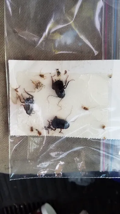 Zander Pest Control Picture 8