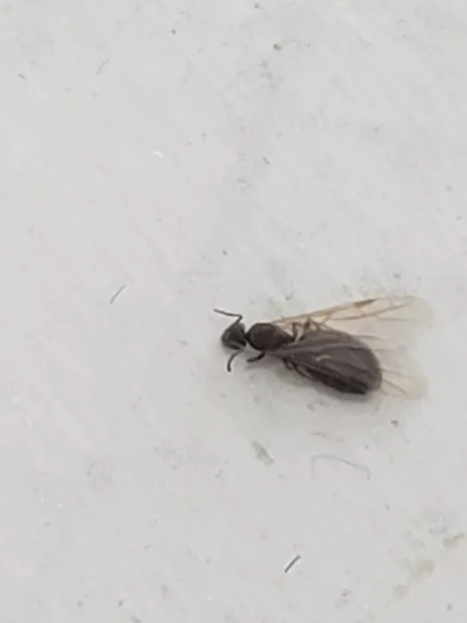 Zander Pest Control Picture 6