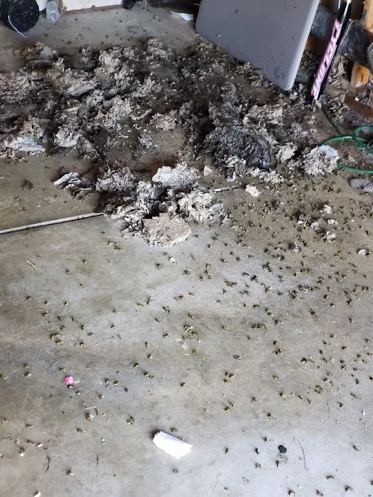 Zander Pest Control Picture 7