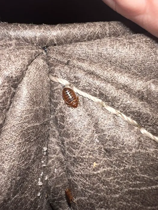BUCKEYE BUG SERVICES Picture 5