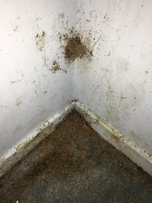 BUCKEYE BUG SERVICES Picture 1