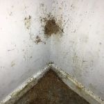 BUCKEYE BUG SERVICES