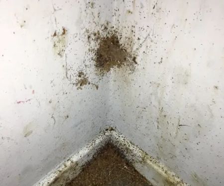 BUCKEYE BUG SERVICES