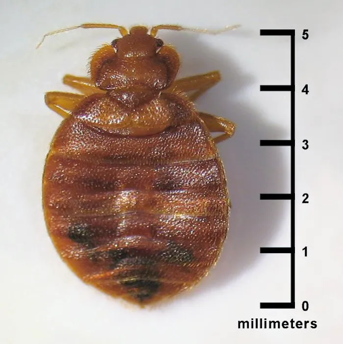 BUCKEYE BUG SERVICES Picture 3