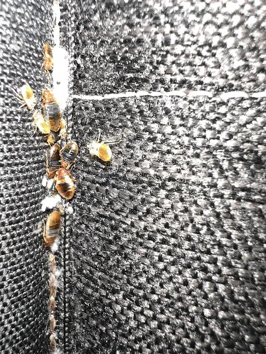 BUCKEYE BUG SERVICES Picture 4