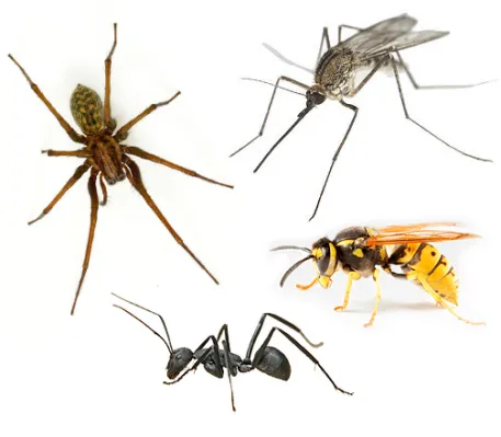 Platinum Pest Protection, LLC Picture 3