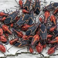 Bug Bee Gone Exterminating LLC ico
