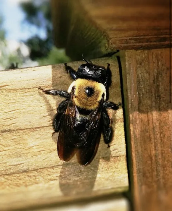 Bug Bee Gone Exterminating LLC Picture 10