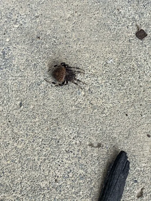 Bug Bee Gone Exterminating LLC Picture 4