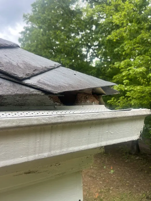 Blue Ridge Wildlife & Pest Management Picture 2