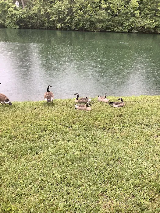 Blue Ridge Wildlife & Pest Management Picture 7