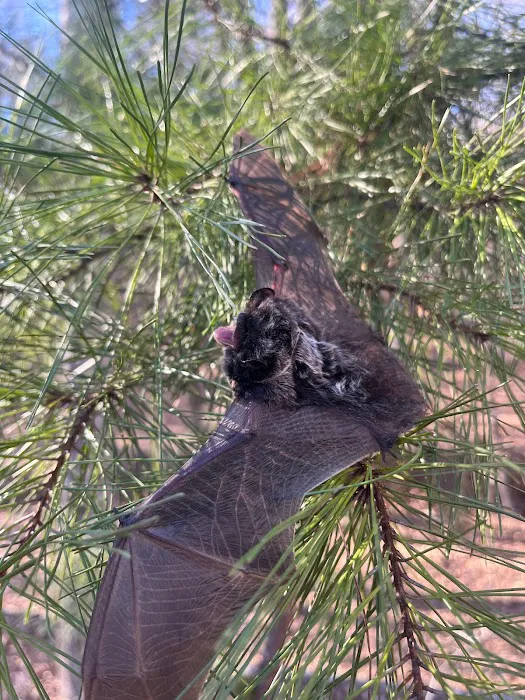 Blue Ridge Wildlife & Pest Management Picture 3