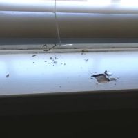 Brown Exterminating Co Inc ico