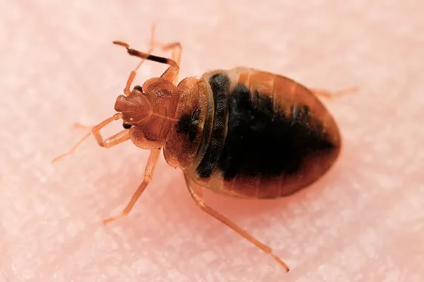 All Pest Control Inc Picture 4
