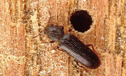 All Pest Control Inc Picture 1