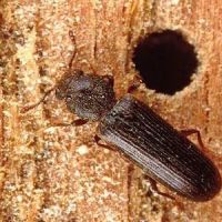 All Pest Control Inc ico