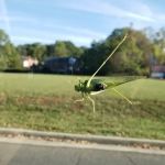 Dodson Pest Control
