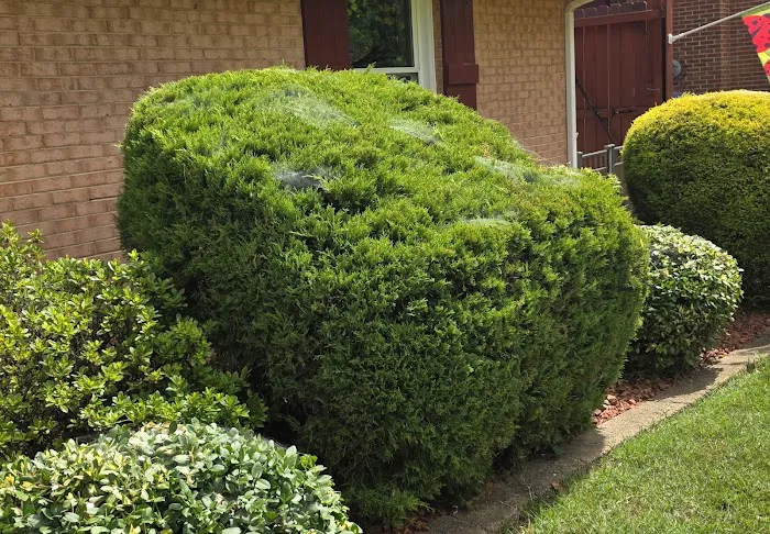 Go-Forth Pest Control Picture 7