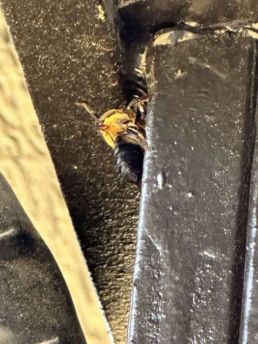 Go-Forth Pest Control Picture 5
