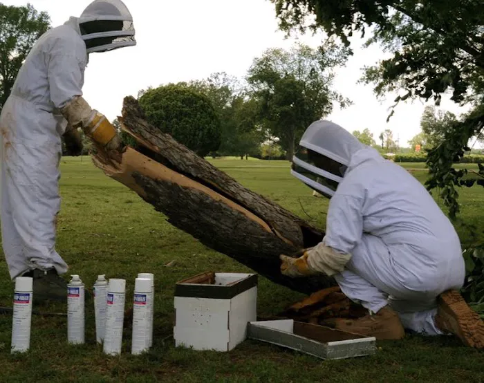 Home Defense Pest Management Picture 4