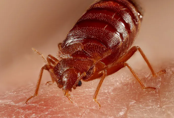 Home Defense Pest Management Picture 2