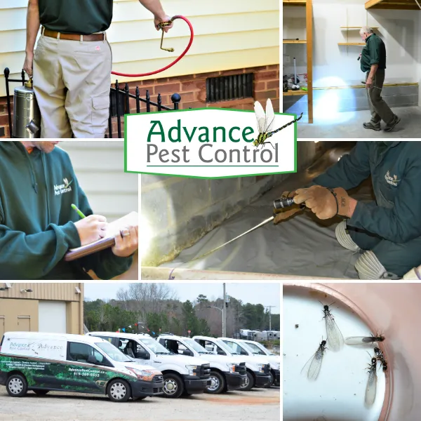 Advance Pest Control Picture 4