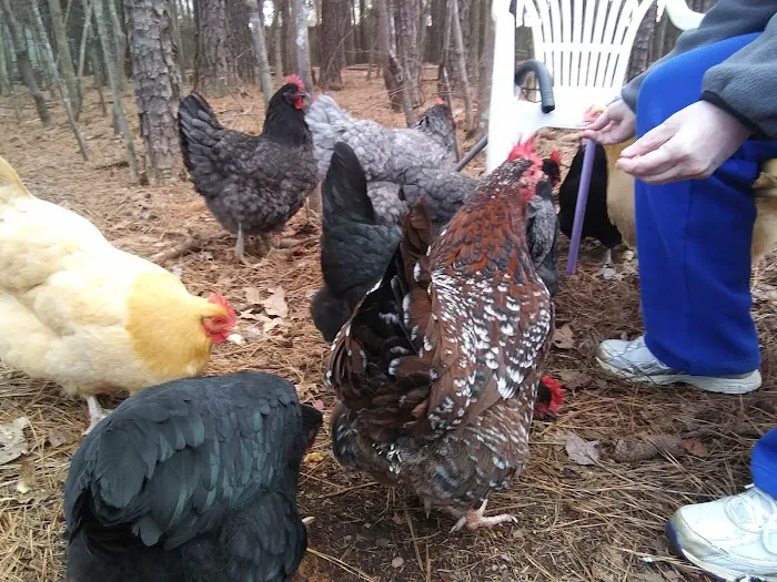 Advance Pest Control Picture 7