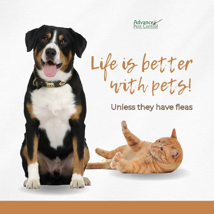 Advance Pest Control Picture 10