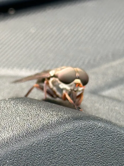 Wake Pest Picture 9