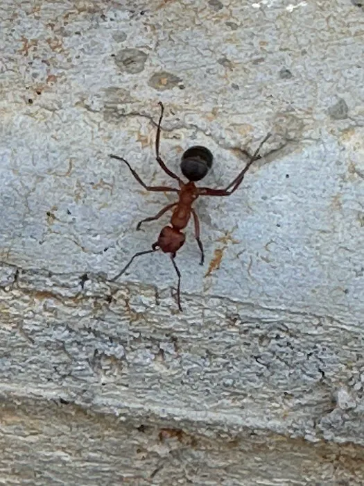 Wake Pest Picture 4