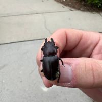 Wake Pest ico