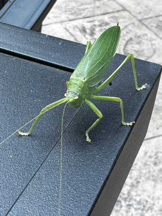 Wake Pest Picture 7
