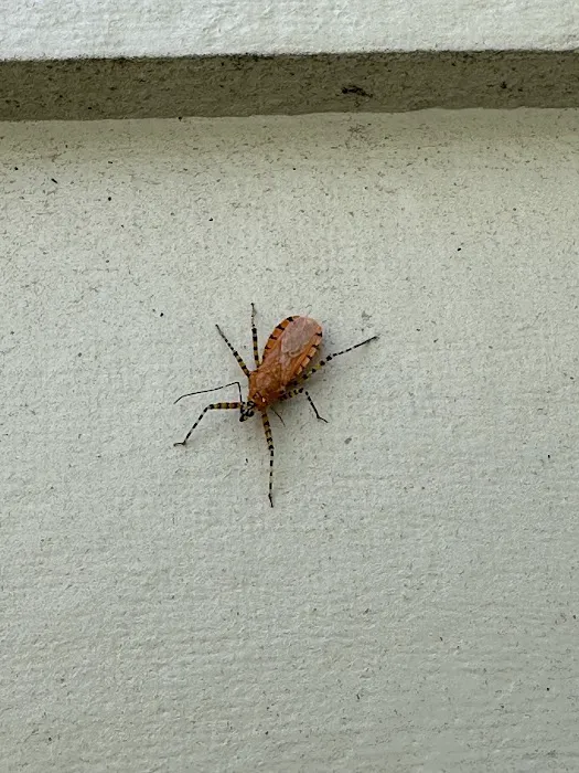 Wake Pest Picture 6