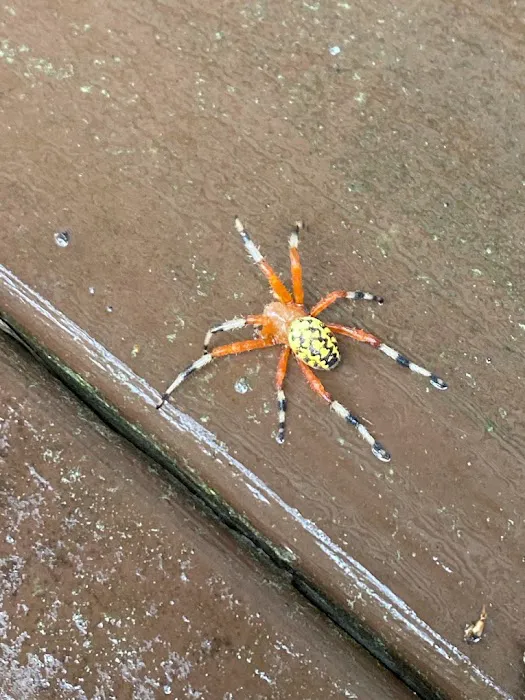Wake Pest Picture 2