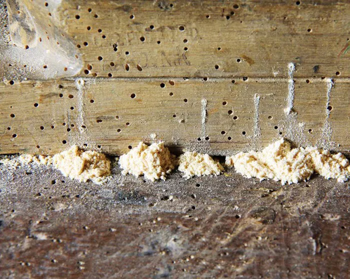 Adam's Pest Solutions LLC Picture 1