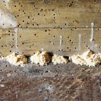 Adam's Pest Solutions LLC ico