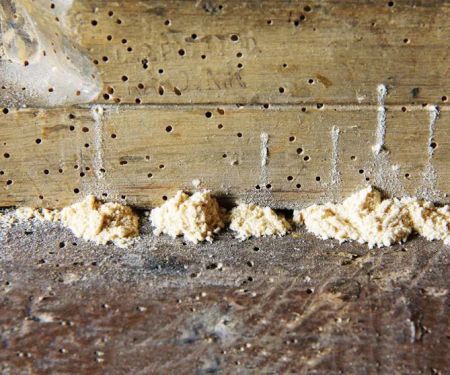Adam's Pest Solutions LLC