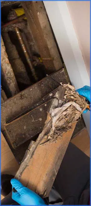 Adam's Pest Solutions LLC Picture 2