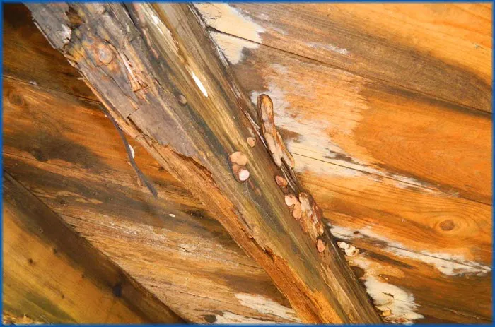 Adam's Pest Solutions LLC Picture 5