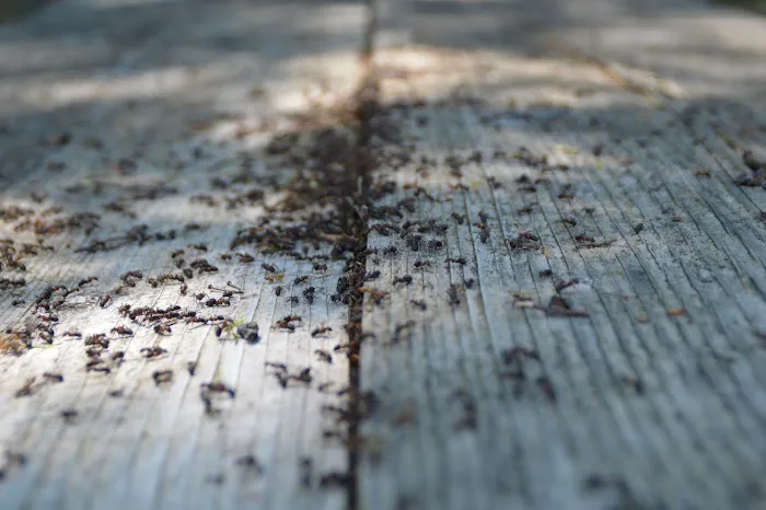Adam's Pest Solutions LLC Picture 4