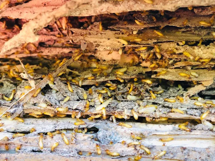 Adam's Pest Solutions LLC Picture 6