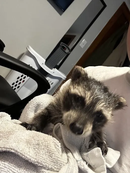 silent exit wildlife removal Picture 3