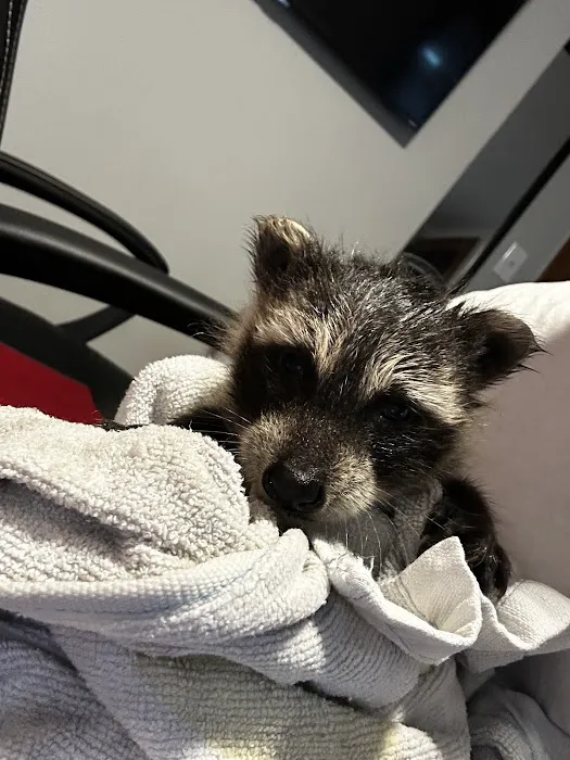 silent exit wildlife removal Picture 4