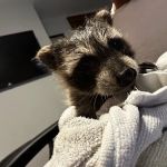 silent exit wildlife removal