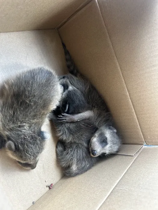 silent exit wildlife removal Picture 8