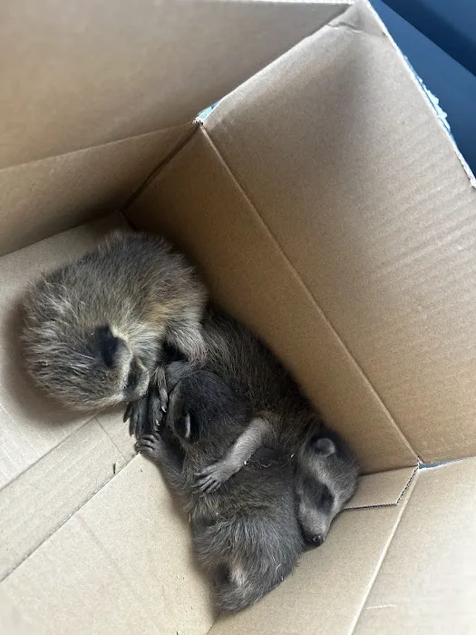 silent exit wildlife removal Picture 6