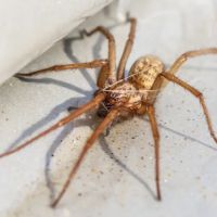 Nitro Pest Solutions, LLC ico