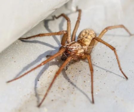 Nitro Pest Solutions, LLC